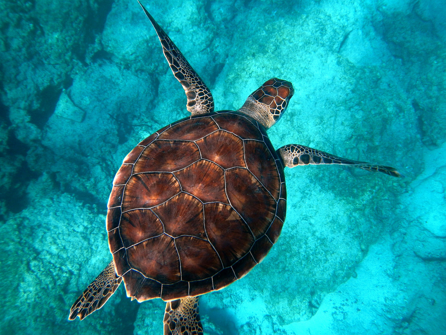 Sea turtle swimming in clear blue water